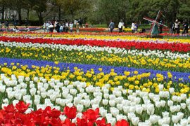 木曽三川公園 チューリップ祭11 海津市 木曽三川公園センター 植物 家族 海津市 イベント情報 ギフコミ